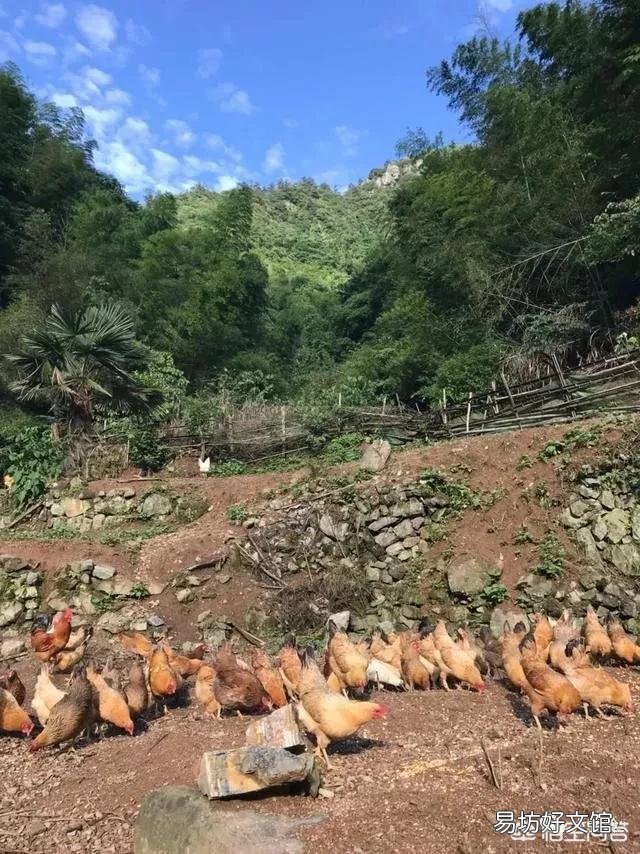 农村老母鸡下的蛋,如何分辨受精与否?