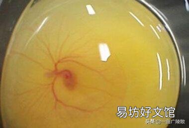 农村老母鸡下的蛋,如何分辨受精与否?