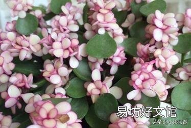 夏天雅乐之舞扦插可以活吗?