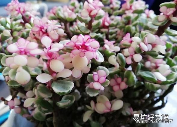 夏天雅乐之舞扦插可以活吗?