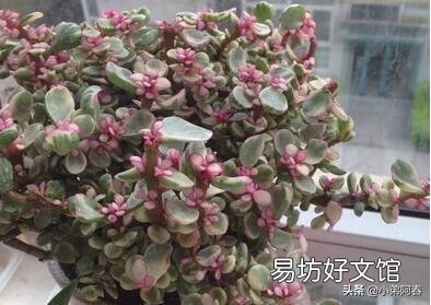 夏天雅乐之舞扦插可以活吗?