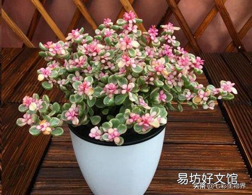 夏天雅乐之舞扦插可以活吗?