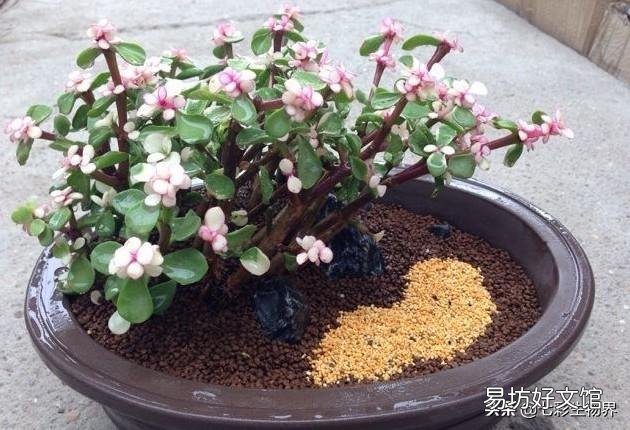 夏天雅乐之舞扦插可以活吗?