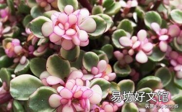 夏天雅乐之舞扦插可以活吗?