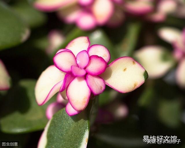 夏天雅乐之舞扦插可以活吗?