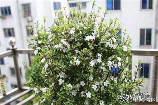 盆景老桩六月雪,为什么发出新叶子,总是发黄黑叶呢?