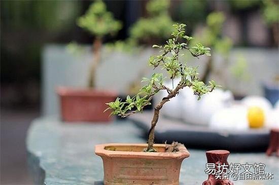 盆景老桩六月雪,为什么发出新叶子,总是发黄黑叶呢?