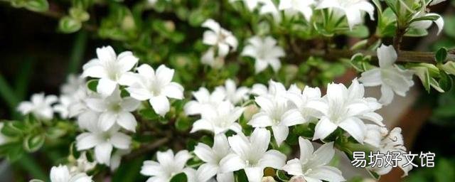 盆景老桩六月雪,为什么发出新叶子,总是发黄黑叶呢?