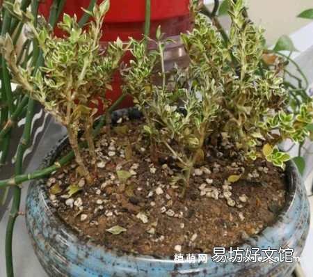 盆景老桩六月雪,为什么发出新叶子,总是发黄黑叶呢?