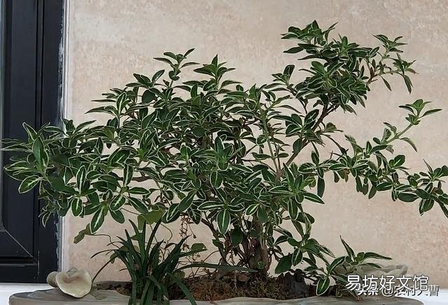 盆景老桩六月雪,为什么发出新叶子,总是发黄黑叶呢?