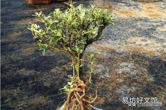 盆景老桩六月雪,为什么发出新叶子,总是发黄黑叶呢?