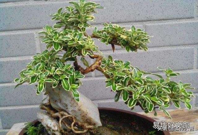 盆景老桩六月雪,为什么发出新叶子,总是发黄黑叶呢?