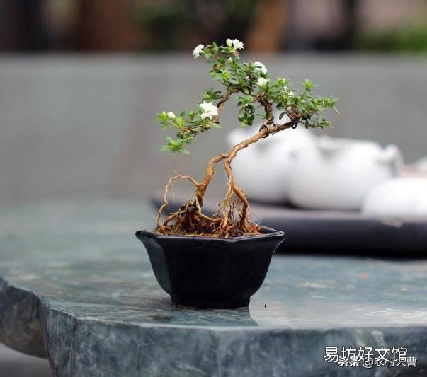 盆景老桩六月雪,为什么发出新叶子,总是发黄黑叶呢?