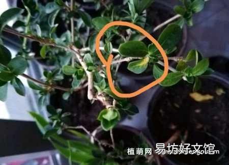 盆景老桩六月雪,为什么发出新叶子,总是发黄黑叶呢?
