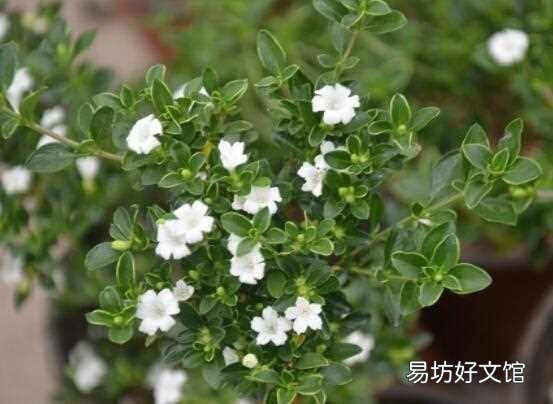 盆景老桩六月雪,为什么发出新叶子,总是发黄黑叶呢?
