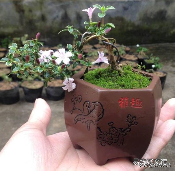 盆景老桩六月雪,为什么发出新叶子,总是发黄黑叶呢?