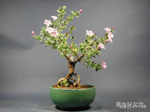 盆景老桩六月雪,为什么发出新叶子,总是发黄黑叶呢?