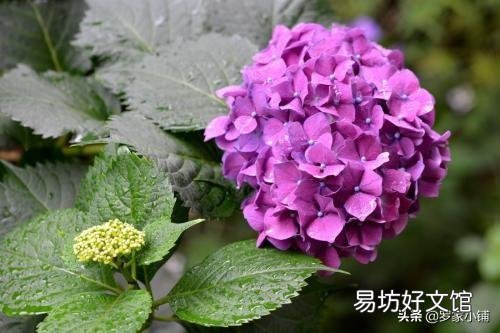 刚买的绣球小苗土很湿润但是叶子蔫了,该怎么办?