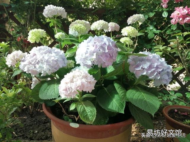刚买的绣球小苗土很湿润但是叶子蔫了,该怎么办?