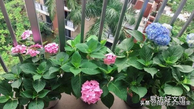 刚买的绣球小苗土很湿润但是叶子蔫了,该怎么办?