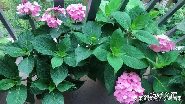 刚买的绣球小苗土很湿润但是叶子蔫了,该怎么办?