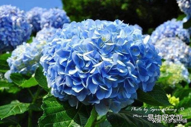 刚买的绣球小苗土很湿润但是叶子蔫了,该怎么办?