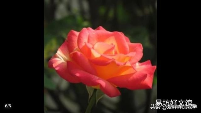 在门口种几棵不需要怎么打理的植物,选什么品种好?
