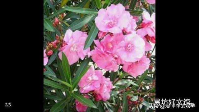 在门口种几棵不需要怎么打理的植物,选什么品种好?