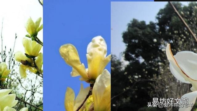 在门口种几棵不需要怎么打理的植物,选什么品种好?