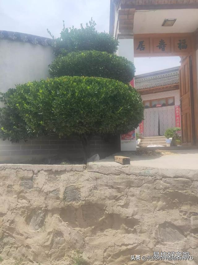 在门口种几棵不需要怎么打理的植物,选什么品种好?