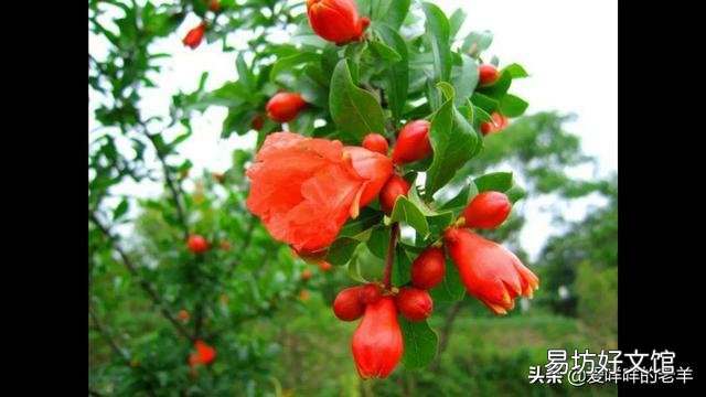 在门口种几棵不需要怎么打理的植物,选什么品种好?