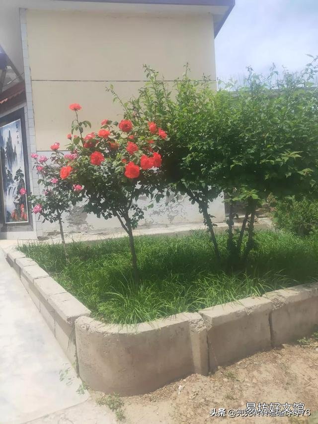 在门口种几棵不需要怎么打理的植物,选什么品种好?
