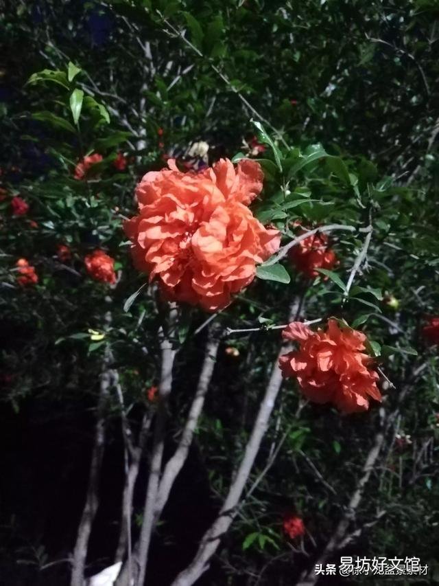 在门口种几棵不需要怎么打理的植物,选什么品种好?