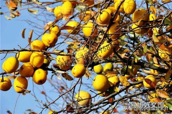在门口种几棵不需要怎么打理的植物,选什么品种好?