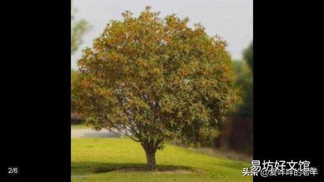 在门口种几棵不需要怎么打理的植物,选什么品种好?