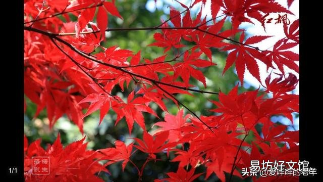 在门口种几棵不需要怎么打理的植物,选什么品种好?