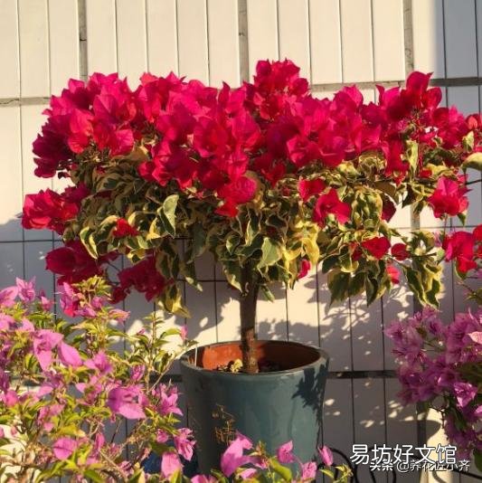 盆栽三角梅控水其间可以叶面施肥吗?