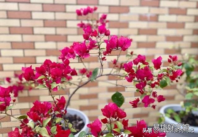 盆栽三角梅控水其间可以叶面施肥吗?