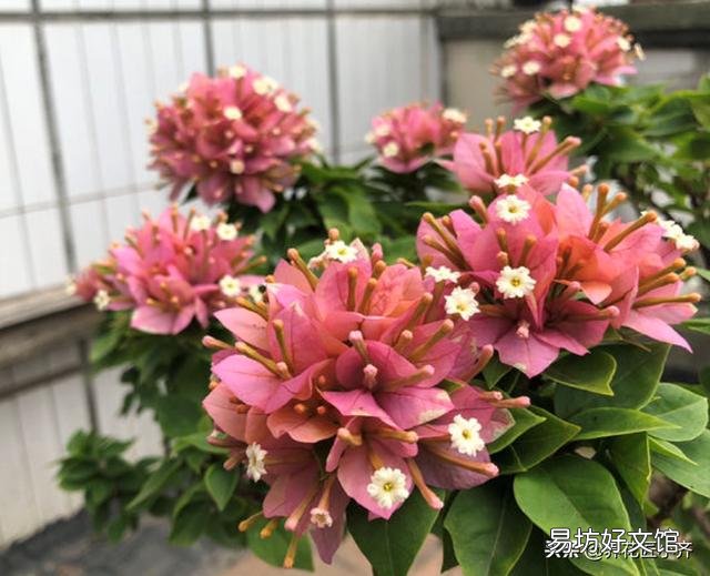 盆栽三角梅控水其间可以叶面施肥吗?