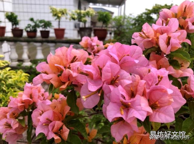 盆栽三角梅控水其间可以叶面施肥吗?