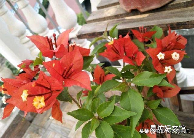 盆栽三角梅控水其间可以叶面施肥吗?