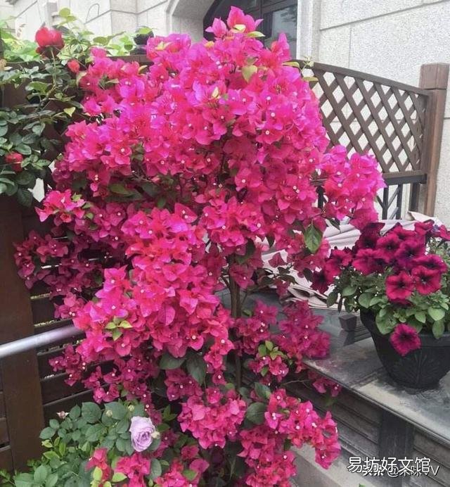 盆栽三角梅控水其间可以叶面施肥吗?