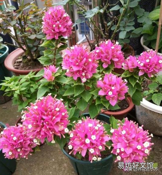 盆栽三角梅控水其间可以叶面施肥吗?
