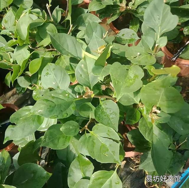三角梅懒花怎么养才能开花?