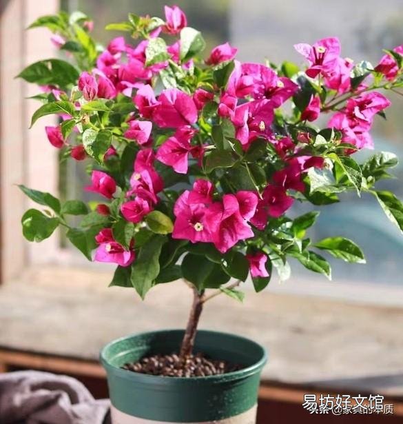 三角梅懒花怎么养才能开花?