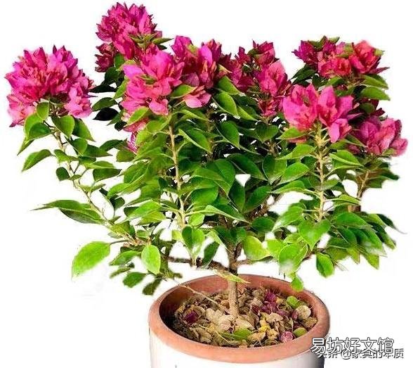 三角梅懒花怎么养才能开花?