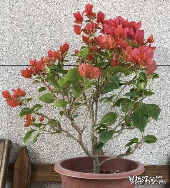 三角梅懒花怎么养才能开花?