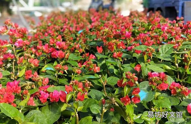三角梅懒花怎么养才能开花?