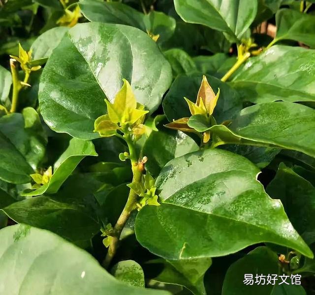 三角梅懒花怎么养才能开花?