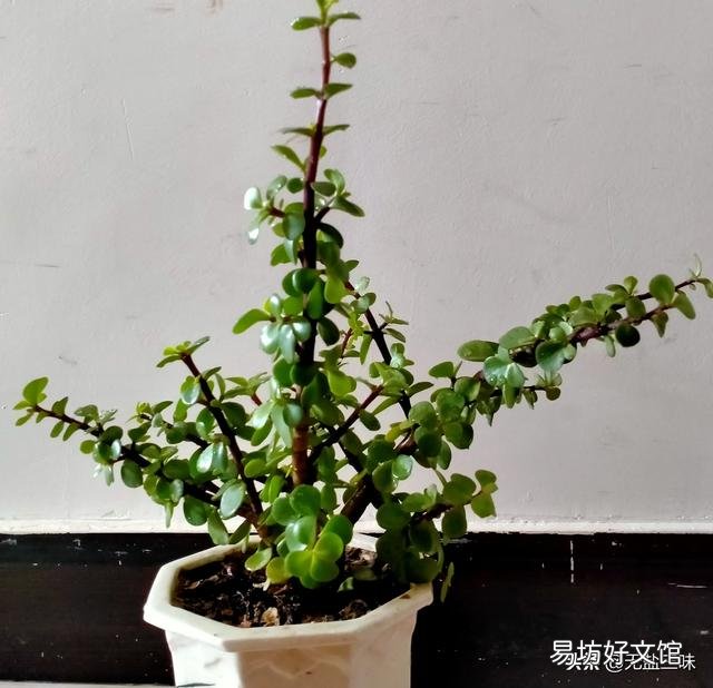 金枝玉叶怎么浇水?需要注意什么?
